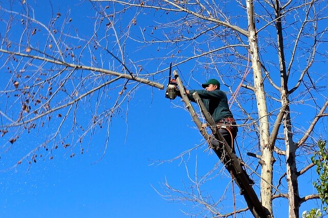 tree_trimming